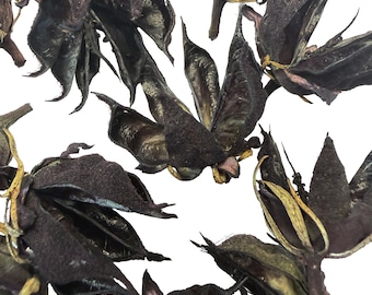 Handmade Black Rose of Sharon Seed Pods: Hibiscus, Craft Supplies