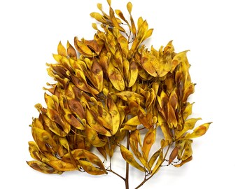 Dyed Seed Pod Cluster: Mustard Yellow & Brown, Botanical Art Supply