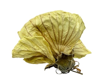 Dried Hibiscus Flowers: Dried Botanicals, Nature Art Supply