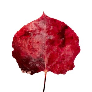 May include: A single heart-shaped leaf with a vibrant red color and darker crimson patches. The leaf features a prominent central vein and a network of smaller veins spreading across its surface, ending in a pointed tip and a thin brown stem.