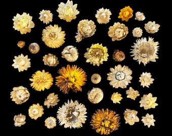 Weathered, Rustic Dried Straw flowers: Botanical Art Supply
