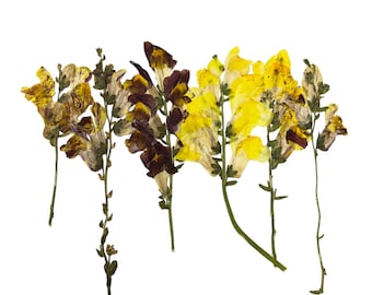 Whole Mixed Set of Pressed Snapdragon Flower Stalks: Botanical Art Supply