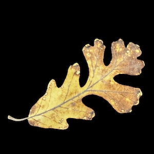 May include: A single dried oak leaf with a lobed shape and a pointed stem. The leaf displays a gradient of colors ranging from pale yellow to deep brown, featuring a prominent central vein and a network of smaller veins across its surface.