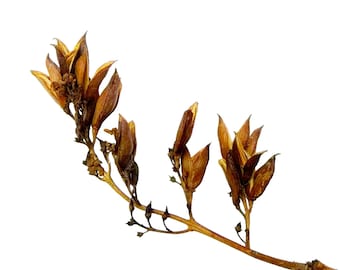 Lilac Seed Pod Stems: Natural Craft & Art Supply