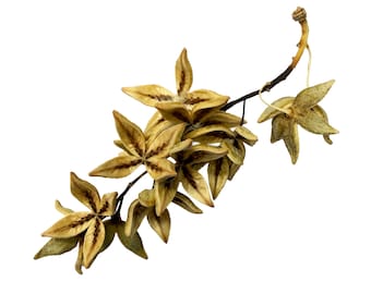 Natural Cottonwood Seed Pod Clusters: Natural Art Supplies