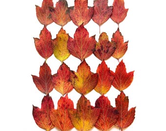 Pressed Fall Snowball Bush Leaves in Orange and Yellow: Botanical Art Supply