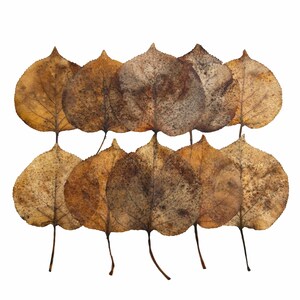 Pliable Large Naturally Weathered Light Papery Pressed Leaves: Botanical Art Supply