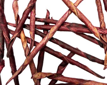 Dark Pink Pea Seed Pods: Natural Crafting and Art Supply