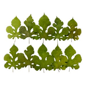 Large Green Mulberry Tree Pressed Leaves: Botanical Art Supply