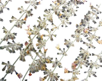 Russian Sage Pressed Flowers: Natural Dried Botanicals