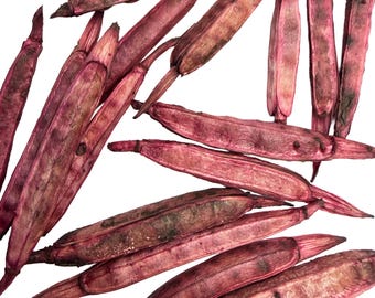 Dark Pink Arugula Seed Pods: Natural Craft & Fairy Garden Supplies