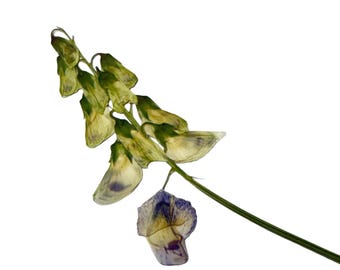 Set of Pressed Sweet Pea Flowers: Botanical Art Supplies