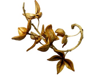Natural Cottonwood Seed Pod Clusters: Natural Art Supplies
