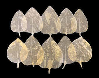 Altered Glassine Real Pressed Vinca Leaves: Natural Art Supply