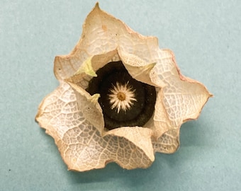 Dried Rose Mallow Seed Pods: Natural Craft Supply - Colorado Grown