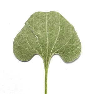 May include: A close-up of a light green leaf with a textured surface and prominent veins. The leaf has a rounded shape with a stem extending downwards. The background is plain white.