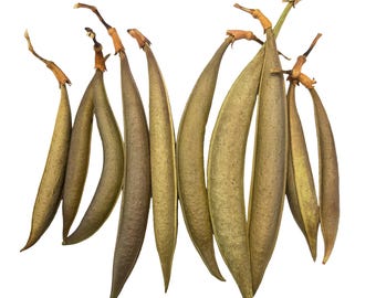 Trumpet Vine Seed Pods: Natural Craft & Art Supply