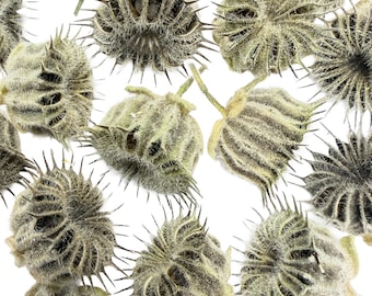 Dried Velvet Leaf Seed Pods: Natural Crafting Supply