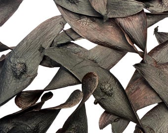 Black Seed Pods: Natural Craft & Art Supply