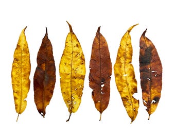 Handmade Yellow and Burnt Orange Pressed Leaves: Botanical Art Supply