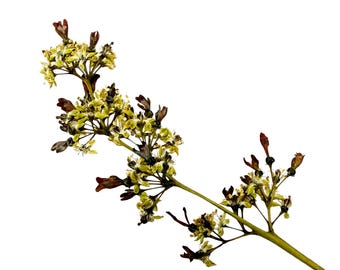 Yellow and Maroon Pressed Flower Stalks: Botanical Art Supplies