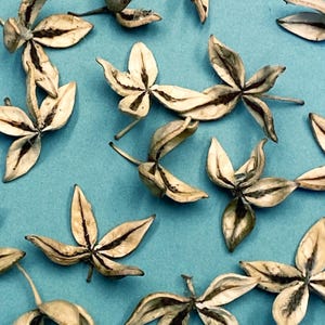 50 Cottonwood Tree Seed Pods: Natural Art & Craft Supply