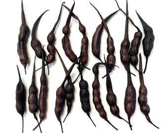 Dyed Black/Dark Maroon Dried Radish Seed Pods: Natural Craft & Halloween Supplies