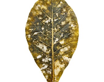 Large Handmade Indian Almond Leaf Skeleton: Botanical Art Supply