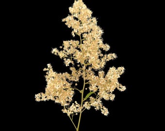 Large Spirea Pressed Flower Stalk: Botanical Art Supplies