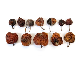Creepy Little Dried Apples: Natural Art Supply for Halloween