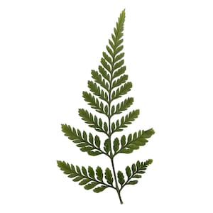 May include: A single, detailed image of a green fern frond against a white background. The fern has a central stem with numerous small, symmetrical leaflets branching out on either side, creating a delicate, textured appearance. The color is a deep, natural green.