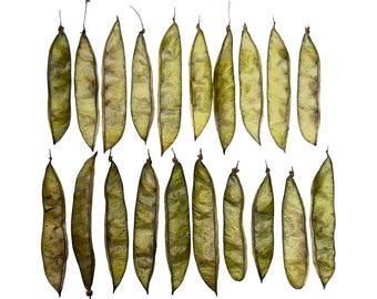 Natural Green Locust Seed Pods: Botanical Art Supply
