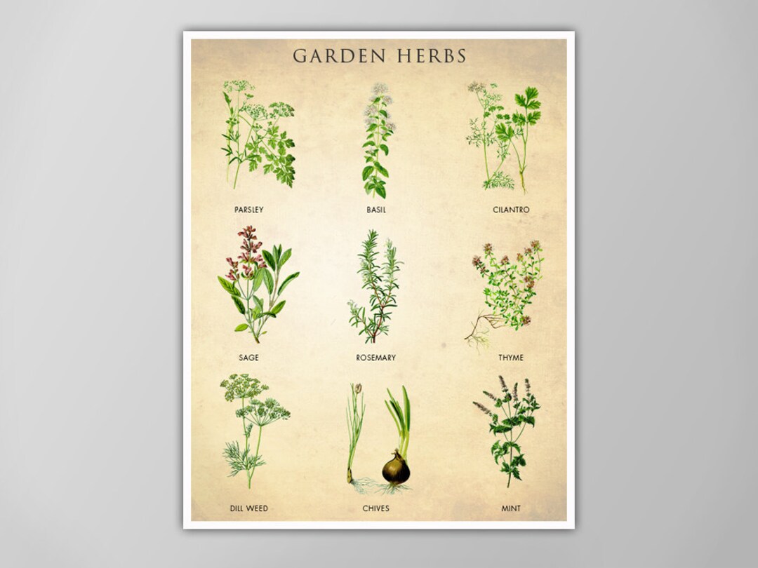 Garden Herbs Poster Kitchen Decor Herbs and Spices Chart Botanical