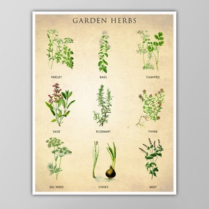 Garden Herbs Poster - Kitchen Decor - Herbs and Spices Chart - Botanical Herbs Art Print - Cooking Wall Art - Giclee or Canvas!