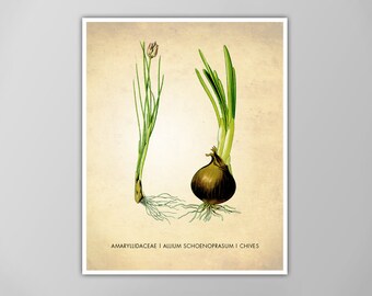 Chives Art Print - Kitchen Herbs Poster - Cooking Decor - Art for Kitchen - Herbs and Spices - Kitchen Wall Art - Giclee or Canvas!