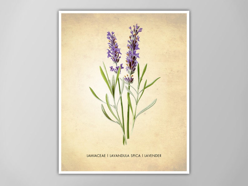 Lavender Herb Print Lavender Art Print Lavender Poster Etsy