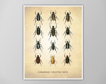 Impresión de arte de escarabajos - Arte de pared científico - Decoración de aula - Póster de historia natural - Diagrama de insectos - ¡Múltiples opciones de tamaño disponibles!