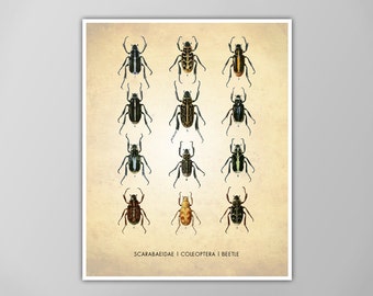 Beetles Art Print - Scientific Wall Art - Classroom Decor - Natural History Poster - Insect Diagram - Multiple Size Options Available!