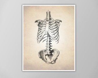 Human Anatomy Art Print - Skeletal Frame Illustration - Skeleton Drawing - Anatomy Poster - Medical Diagram