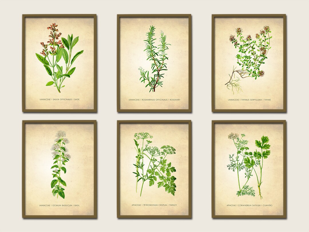 botanical herb prints set of 4 unframed botanical herb... Herbs and Spices Art Print Set for Kitchen Botanical Print Set of 6 ...