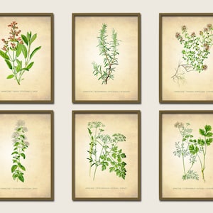 Herbs and Spices Art Print Set for Kitchen Botanical Print Set of 6 Herbs Dining Decor Food Cooking Herb Poster Gift Set for Foodies Chefs
