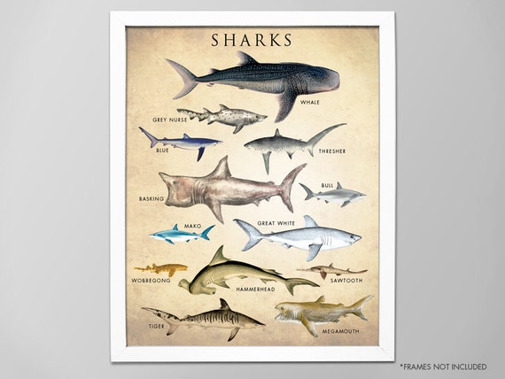 Chart Shark