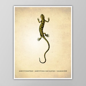 Salamander Art Print - Biology Poster - Science Classroom Decor - Natural History Wall Art - Specimen Chart - Multiple Size Options!