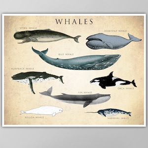 Whale Chart Art Print - Whale Species Poster - Natural History Decor - Coastal Wall Art - Giclee or Canvas!