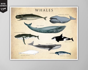 Whale Chart Art Print - Whale Species Poster - Natural History Decor - Coastal Wall Art - Giclee or Canvas!