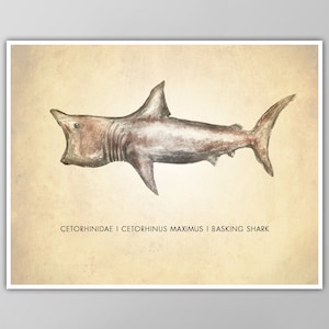 Basking Shark Art Print - Shark Poster - Natural History Wall Art - Science and Nature Decor