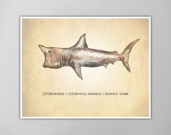Basking Shark Art Print - Shark Poster - Natural History Wall Art - Science and Nature Decor