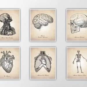 Human Anatomy Art Prints - Medical Student Decor - Vintage Anatomy Illustrations - Cross Section Diagram - SET OF 6
