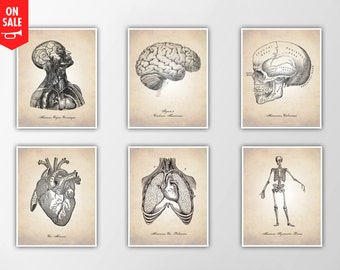 Human Anatomy Art Prints - Medical Student Decor - Vintage Anatomy Illustrations - Cross Section Diagram - SET OF 6