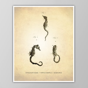 Seahorse Art Print - Ocean Life Poster - Science Classroom Decor - Natural History Poster - Specimen Chart - Marine Biology Wall Art